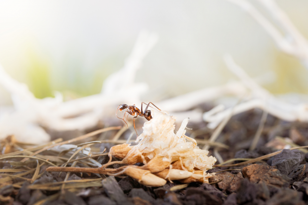 Camponotus barbaricus